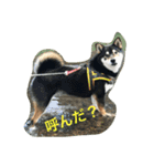 チームタツ（個別スタンプ：13）