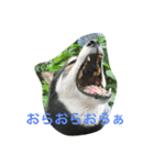 チームタツ（個別スタンプ：15）
