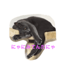 池田さん家の猫（個別スタンプ：2）