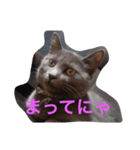 池田さん家の猫（個別スタンプ：4）