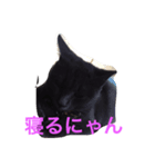 池田さん家の猫（個別スタンプ：8）