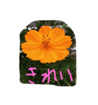 つまらないものですが、（個別スタンプ：3）