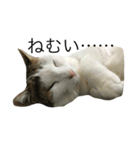 我が家のねこ☆（個別スタンプ：1）