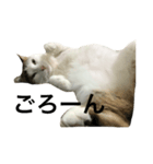 我が家のねこ☆（個別スタンプ：2）