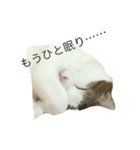 我が家のねこ☆（個別スタンプ：3）