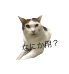 我が家のねこ☆（個別スタンプ：4）