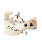 我が家のねこ☆（個別スタンプ：5）