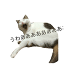我が家のねこ☆（個別スタンプ：6）