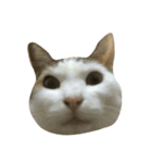 我が家のねこ☆（個別スタンプ：8）