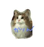 みりんとかりん（個別スタンプ：2）