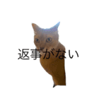 ポアロの気持ち（個別スタンプ：1）