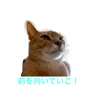 ポアロの気持ち（個別スタンプ：4）