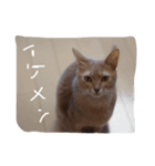 ポアロの気持ち（個別スタンプ：8）