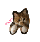ねこのくー（個別スタンプ：1）