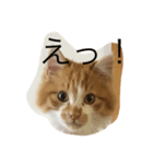 ねこのくー（個別スタンプ：2）