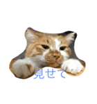 ねこのくー（個別スタンプ：3）