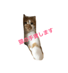 ねこのくー（個別スタンプ：5）