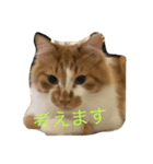 ねこのくー（個別スタンプ：7）