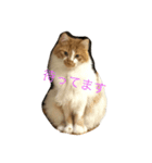 ねこのくー（個別スタンプ：8）