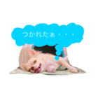 使えるもこスタンプ（個別スタンプ：3）