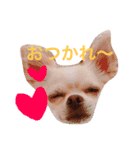 使えるもこスタンプ（個別スタンプ：5）