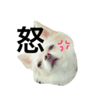 使えるもこスタンプ（個別スタンプ：6）