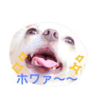 使えるもこスタンプ（個別スタンプ：7）