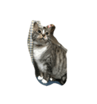 太っちょ猫ミィ（個別スタンプ：3）