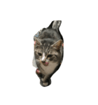 太っちょ猫ミィ（個別スタンプ：6）