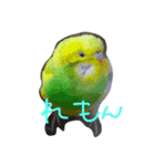 うちの鳥（個別スタンプ：2）