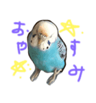 うちの鳥（個別スタンプ：3）