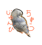 うちの鳥（個別スタンプ：7）