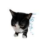 3ネコ②（個別スタンプ：1）
