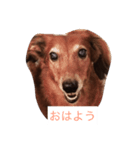 犬からのお言葉（個別スタンプ：1）