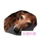 犬からのお言葉（個別スタンプ：2）