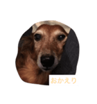 犬からのお言葉（個別スタンプ：3）