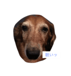 犬からのお言葉（個別スタンプ：4）