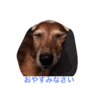 犬からのお言葉（個別スタンプ：5）