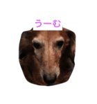犬からのお言葉（個別スタンプ：6）