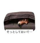 犬からのお言葉（個別スタンプ：7）