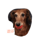 犬からのお言葉（個別スタンプ：8）