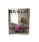 スジ男と姫子（個別スタンプ：6）