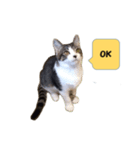 りんねこ（個別スタンプ：1）