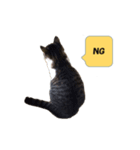 りんねこ（個別スタンプ：2）
