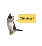 りんねこ（個別スタンプ：3）