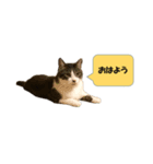 りんねこ（個別スタンプ：4）