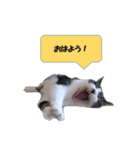 りんねこ（個別スタンプ：5）