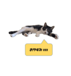 りんねこ（個別スタンプ：6）