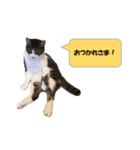 りんねこ（個別スタンプ：7）