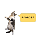 りんねこ（個別スタンプ：8）